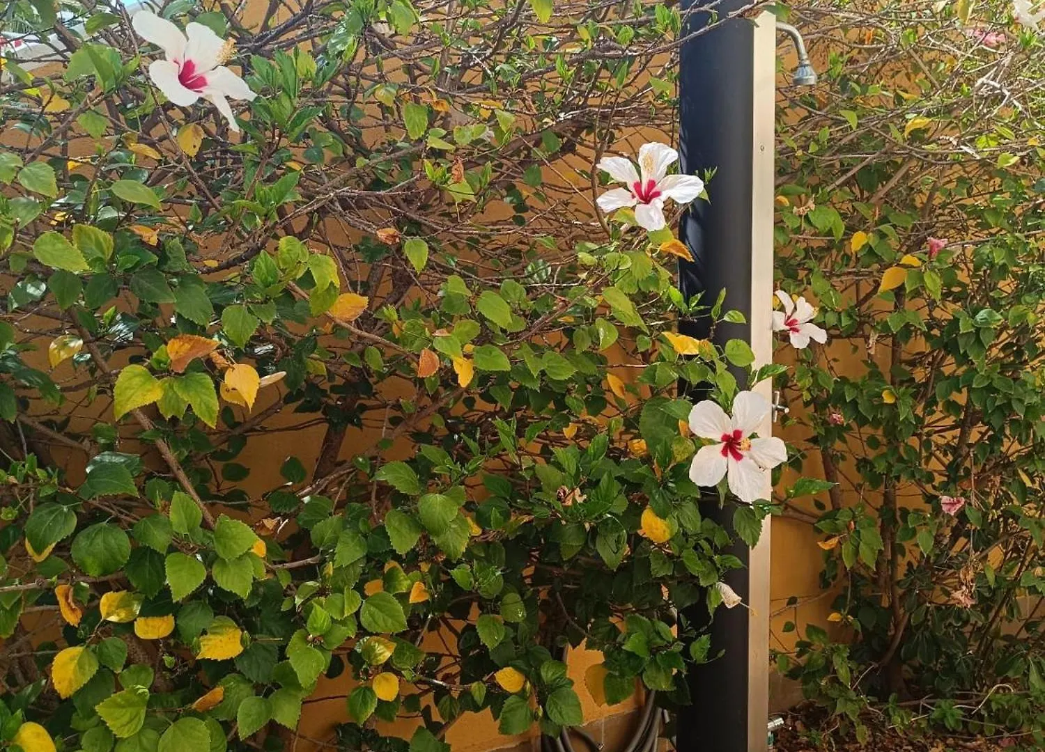 公寓 Bahia De Vera Apartamento Hibiscus 西班牙